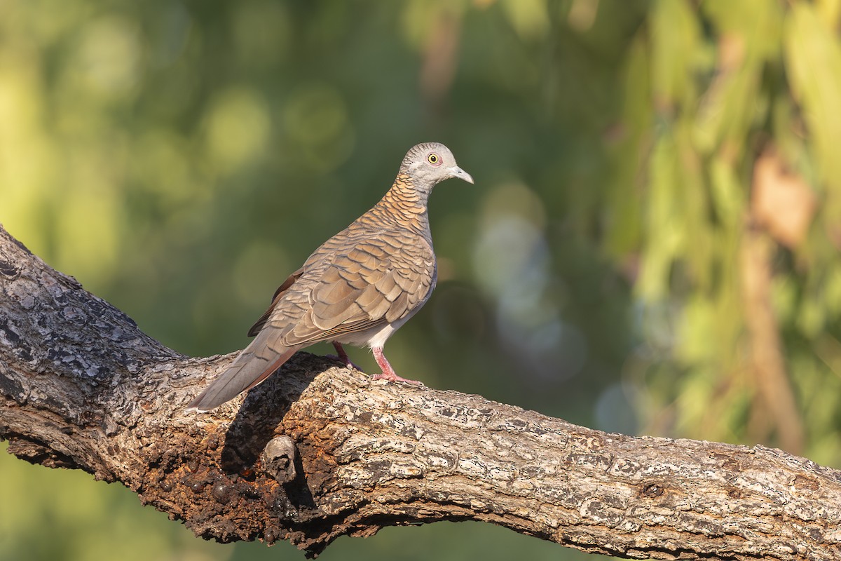 Bar-shouldered Dove - ML625347863