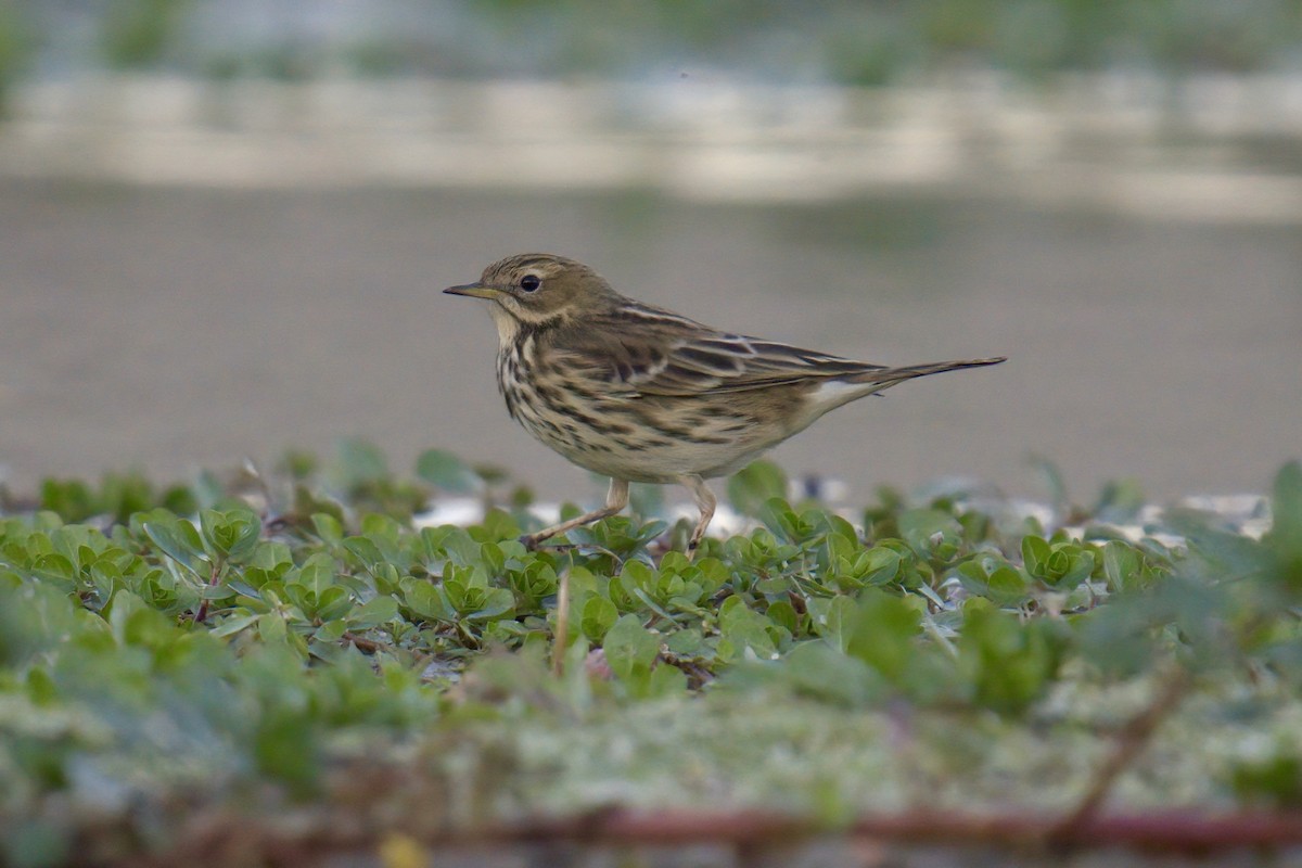 ムネアカタヒバリ - ML625347880