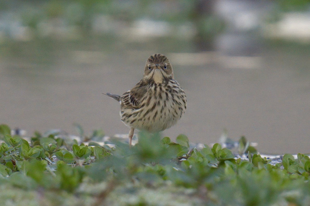 ムネアカタヒバリ - ML625347883