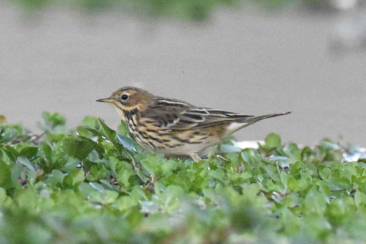 ムネアカタヒバリ - ML625347897