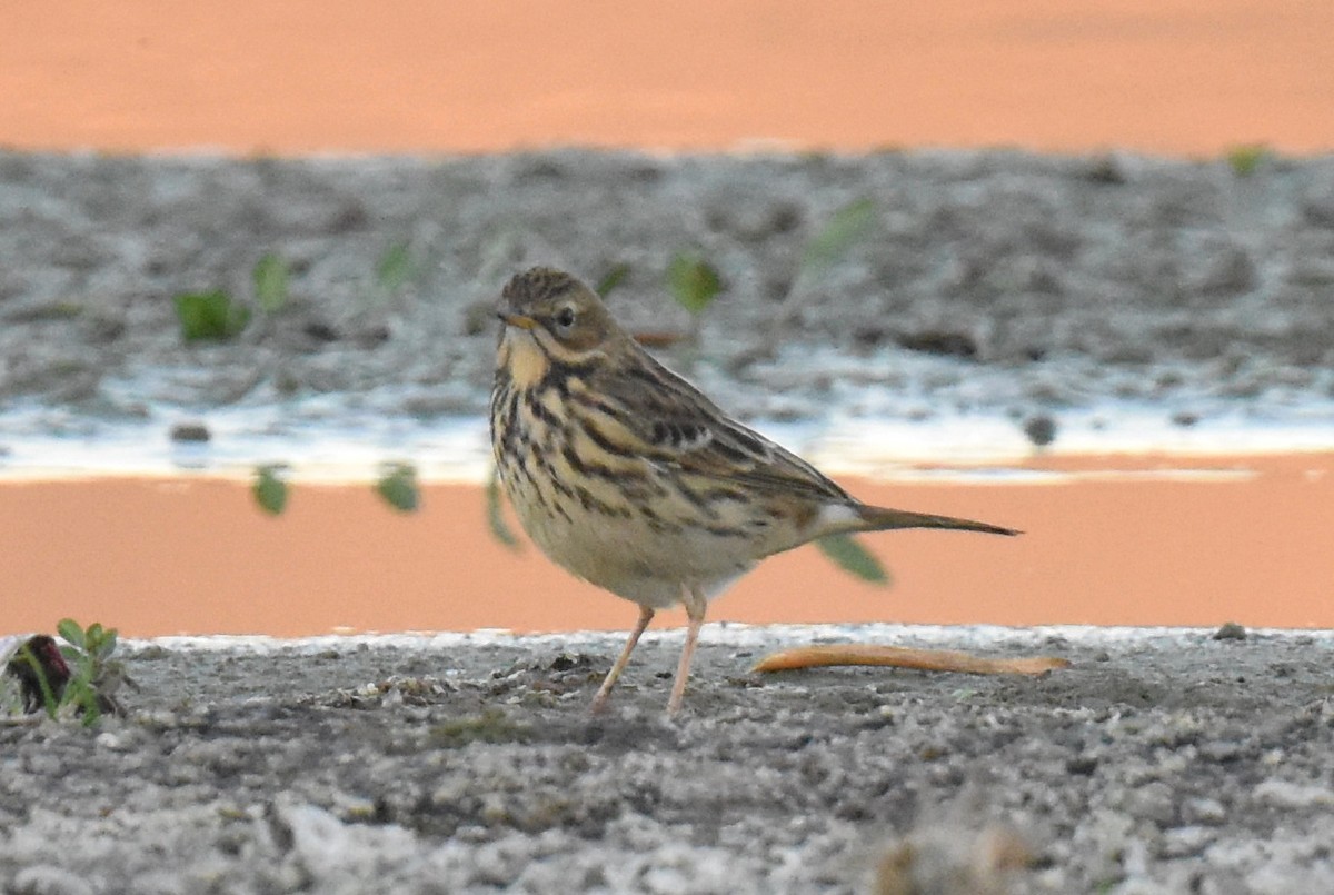 ムネアカタヒバリ - ML625347902