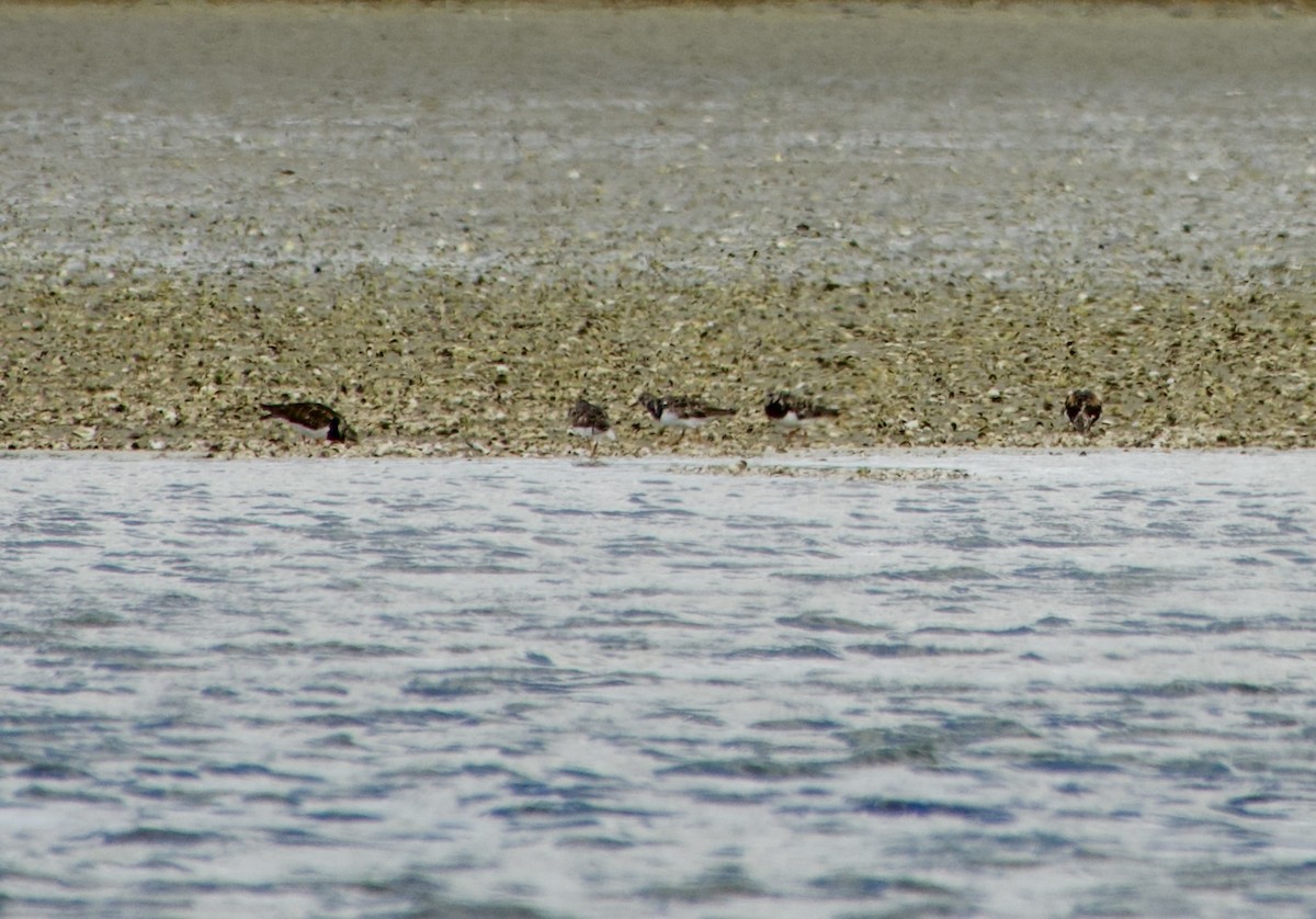 Ruddy Turnstone - Stephanie Neis