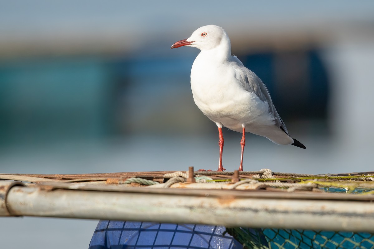 Gray-hooded Gull - ML625348100