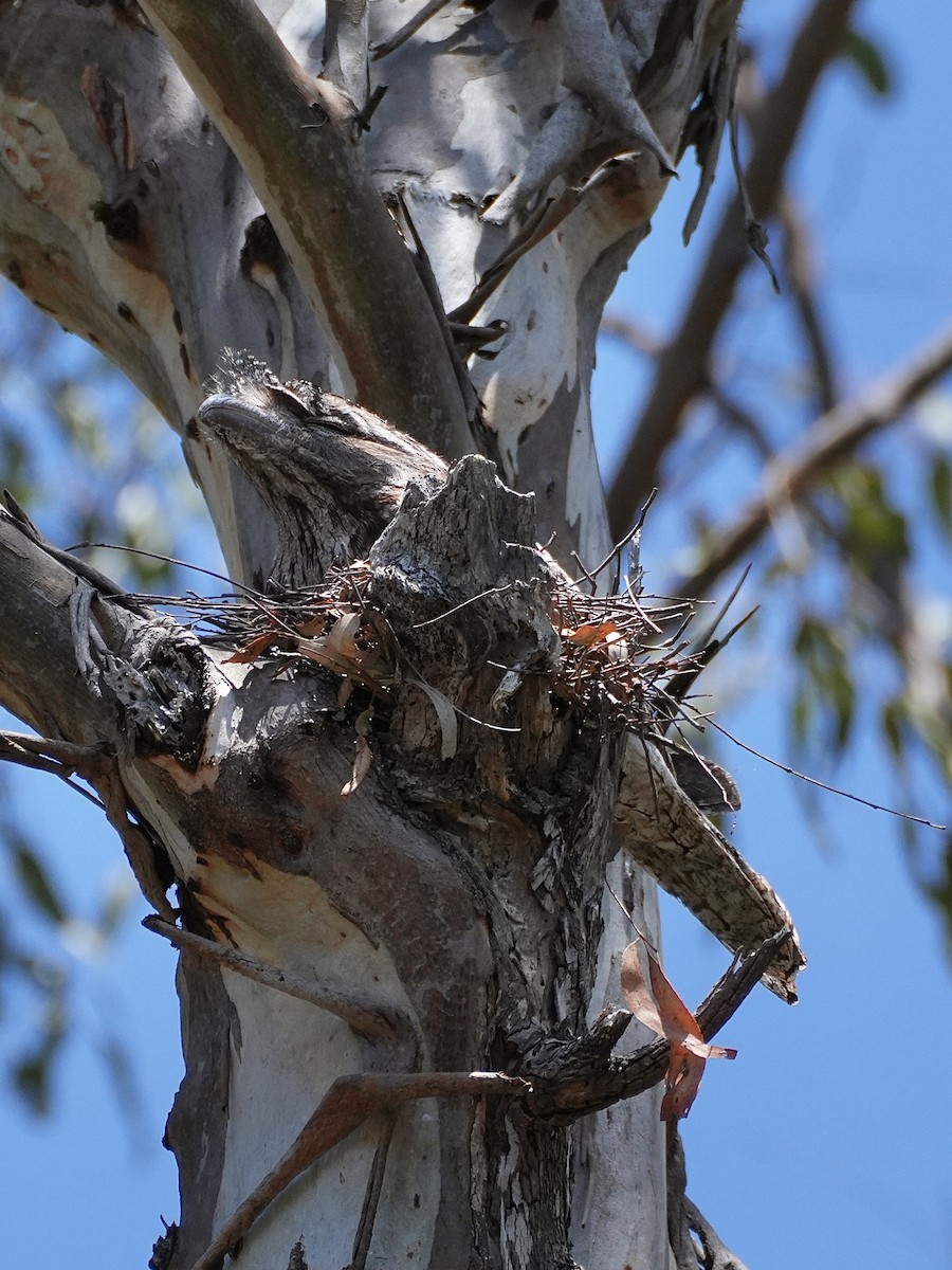 Tawny Frogmouth - ML625348134