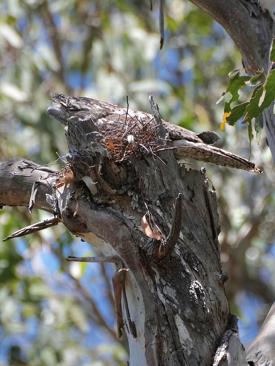 Tawny Frogmouth - ML625348135