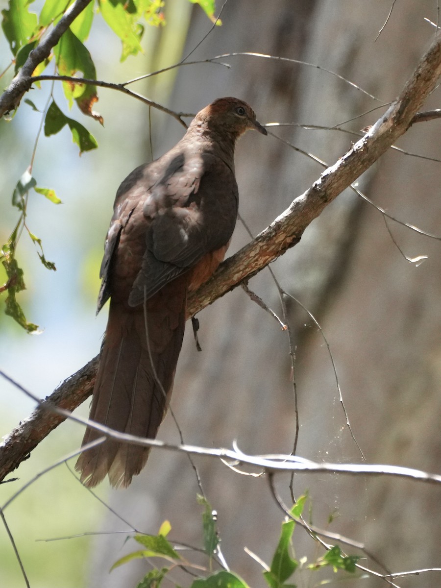 Brown Cuckoo-Dove - Chris Wills