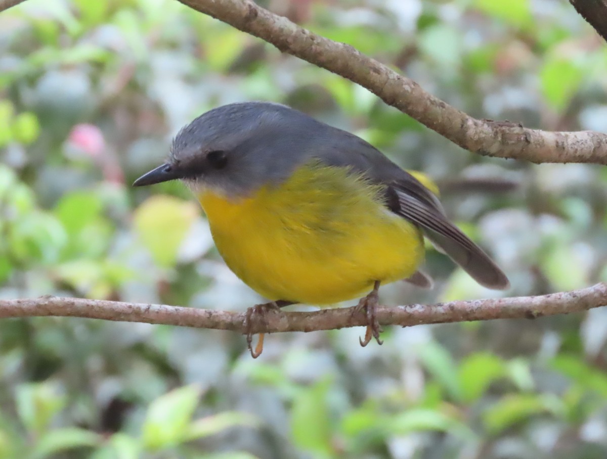 Eastern Yellow Robin - ML625348169