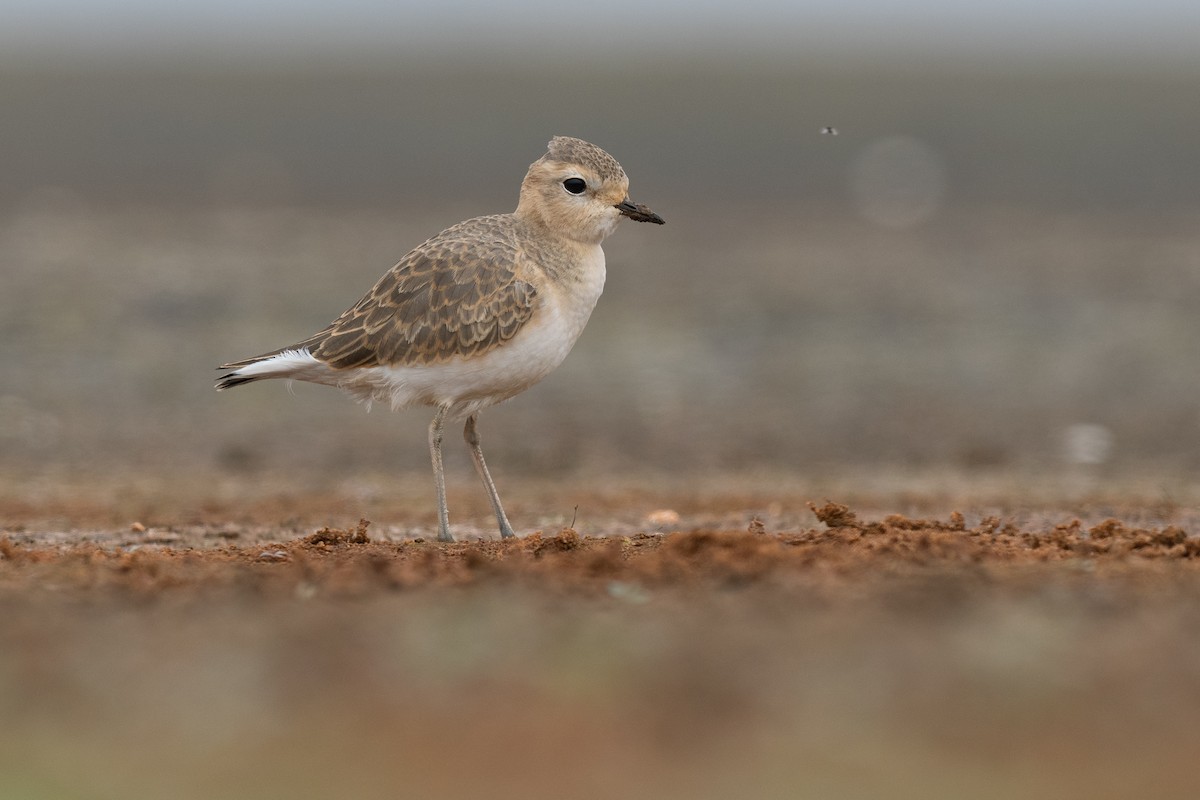 Mountain Plover - ML625348176