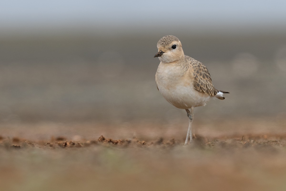 Mountain Plover - ML625348177