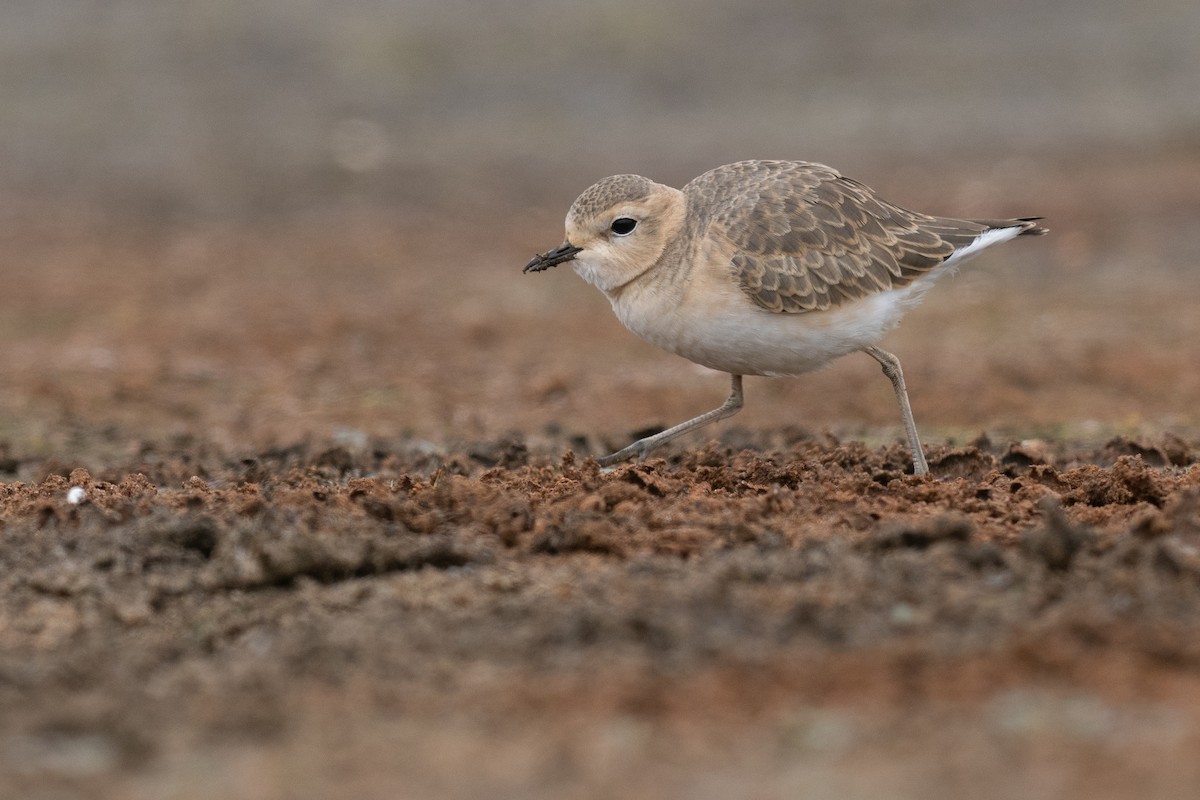 Mountain Plover - ML625348178