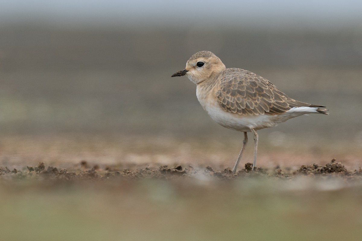 Mountain Plover - Caitlin Chock