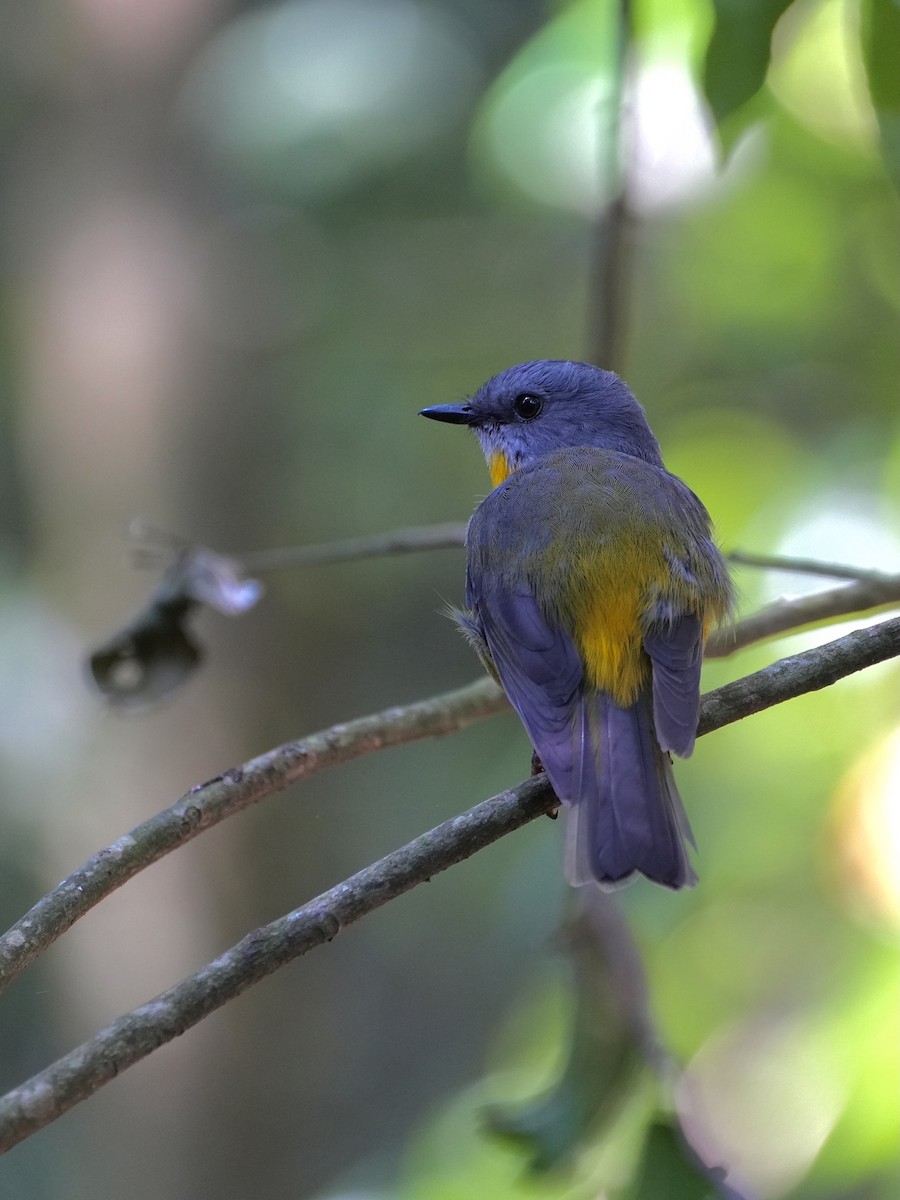 Eastern Yellow Robin - ML625348314