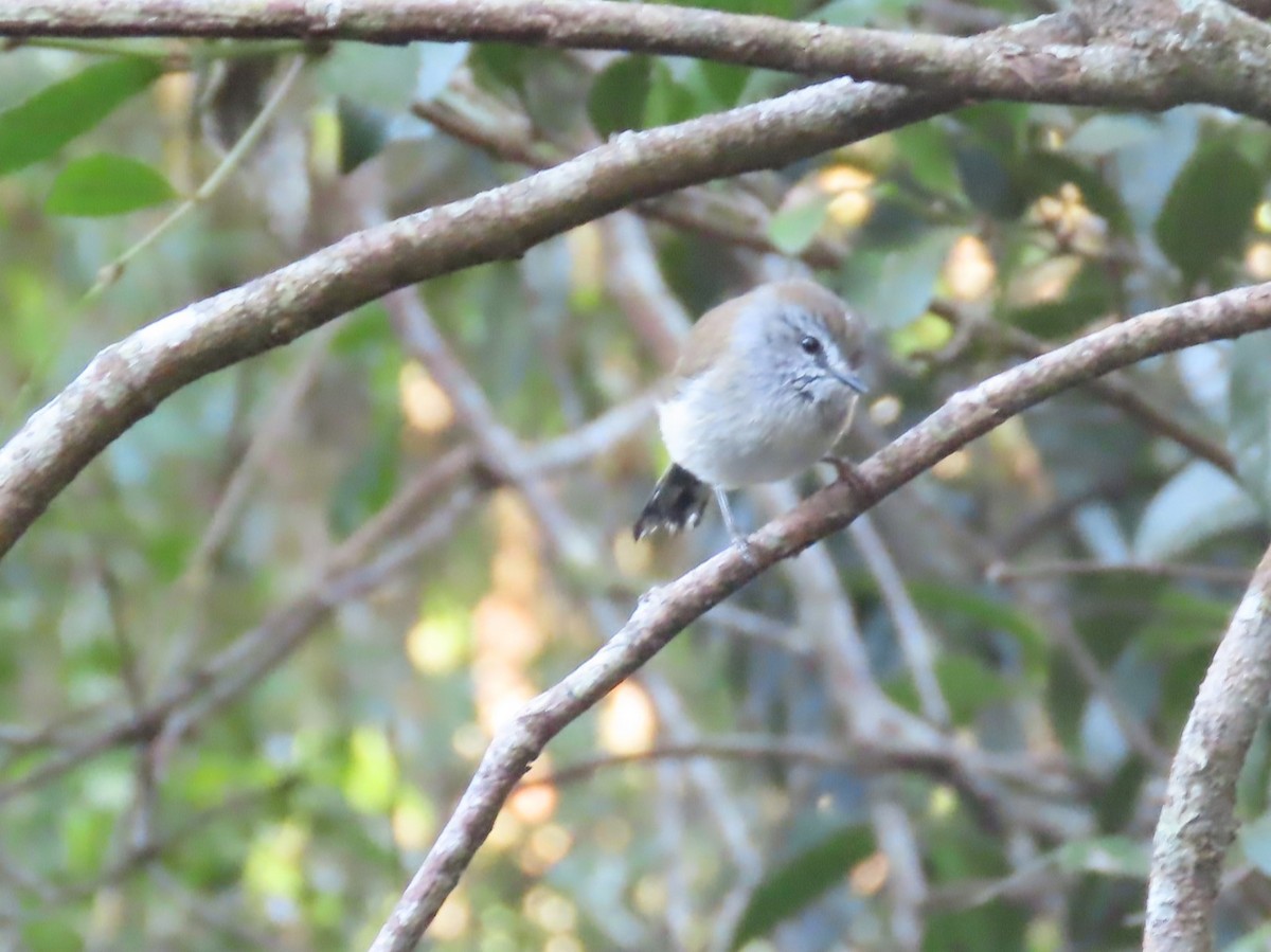 Brown Gerygone - ML625348333