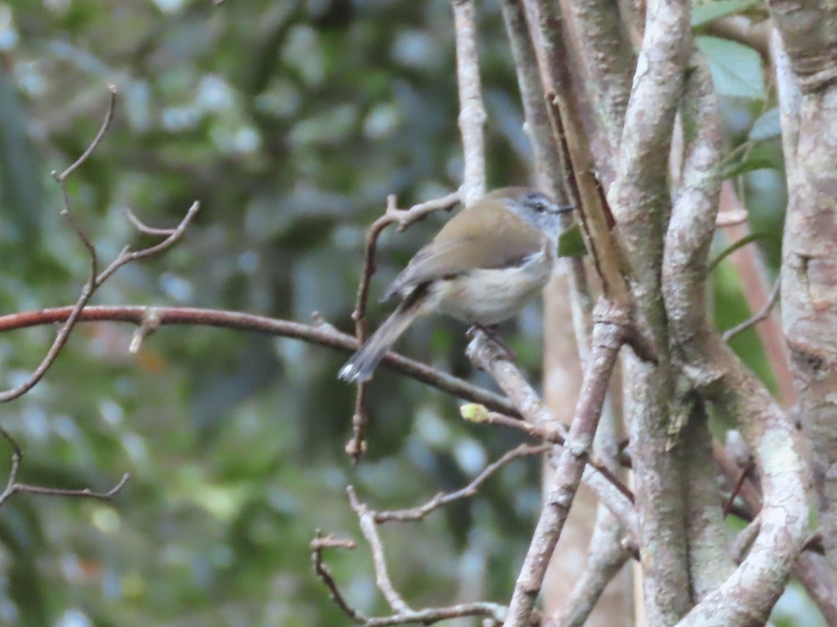 Brown Gerygone - ML625348340