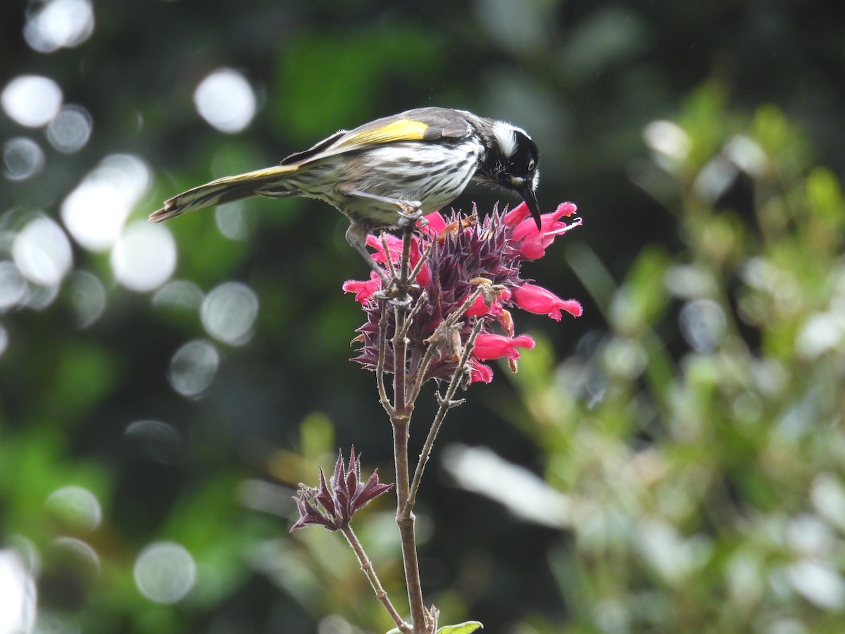 New Holland Honeyeater - ML625348354