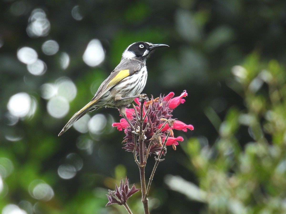 New Holland Honeyeater - ML625348355