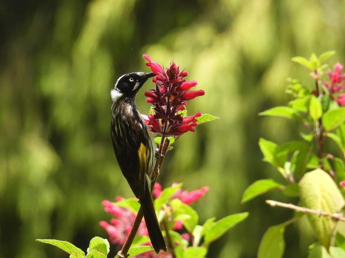 New Holland Honeyeater - ML625348356