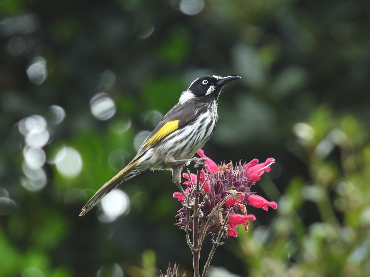 New Holland Honeyeater - ML625348357
