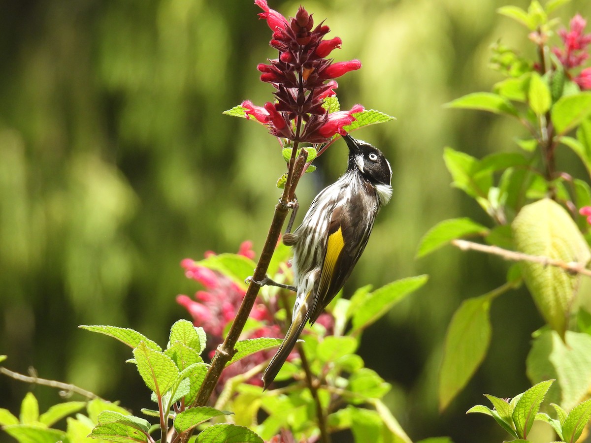 New Holland Honeyeater - ML625348358