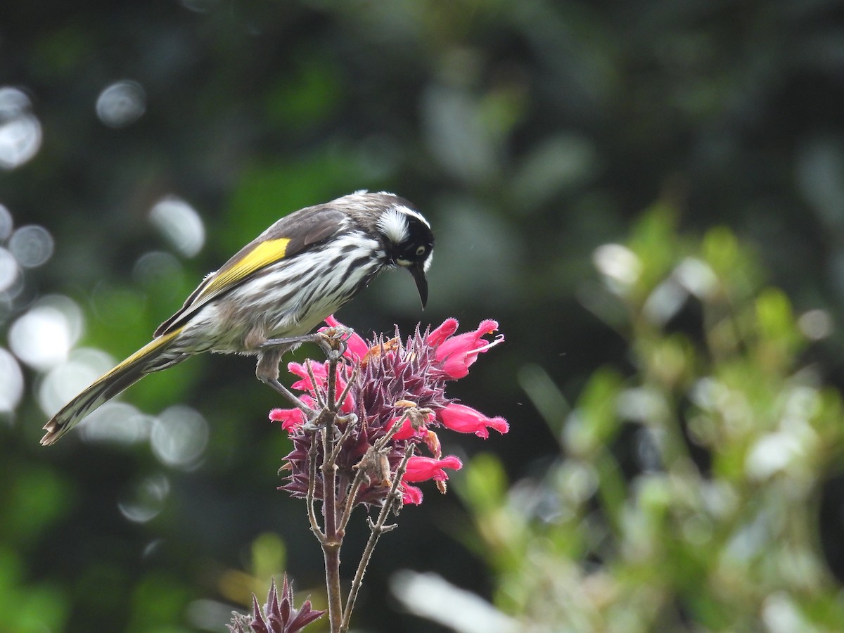 New Holland Honeyeater - ML625348359