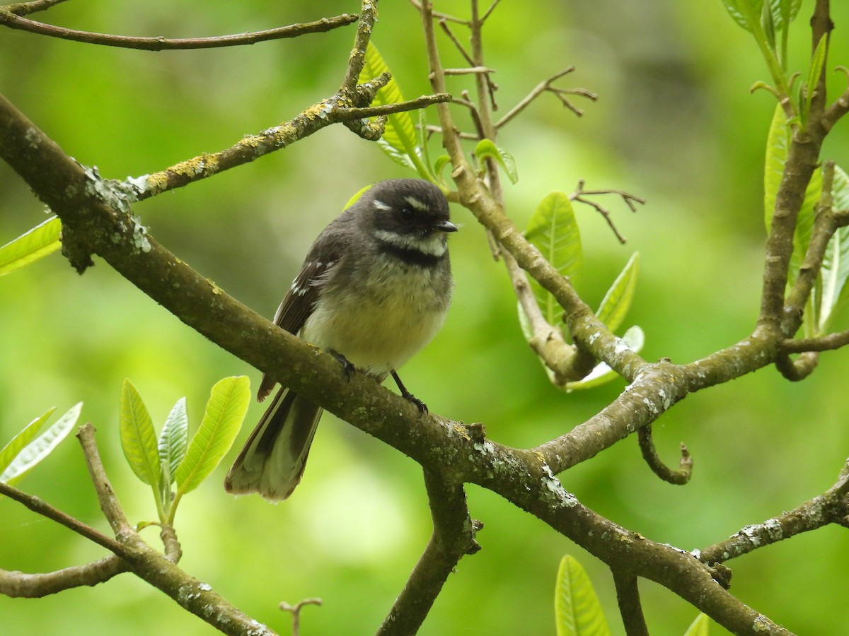 Gray Fantail - ML625348379