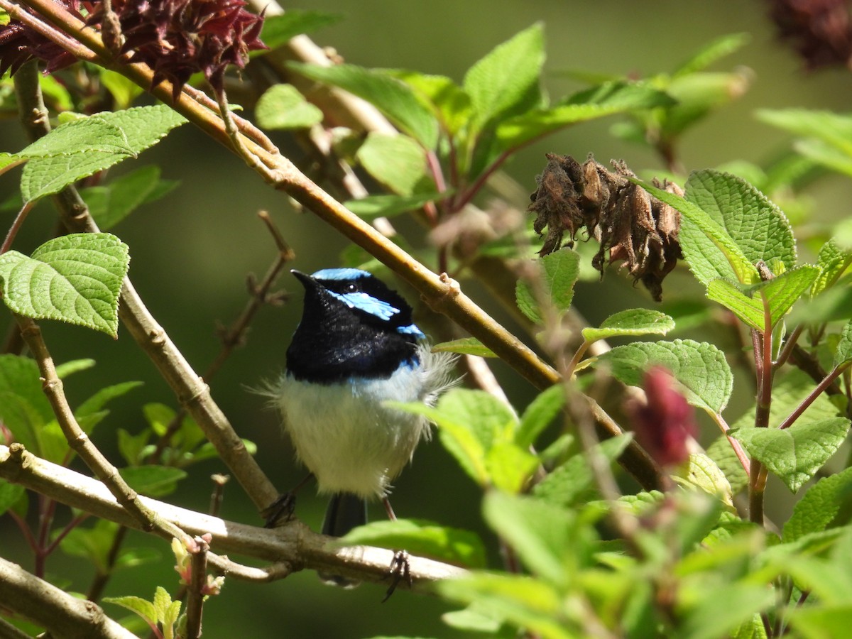 Superb Fairywren - ML625348394
