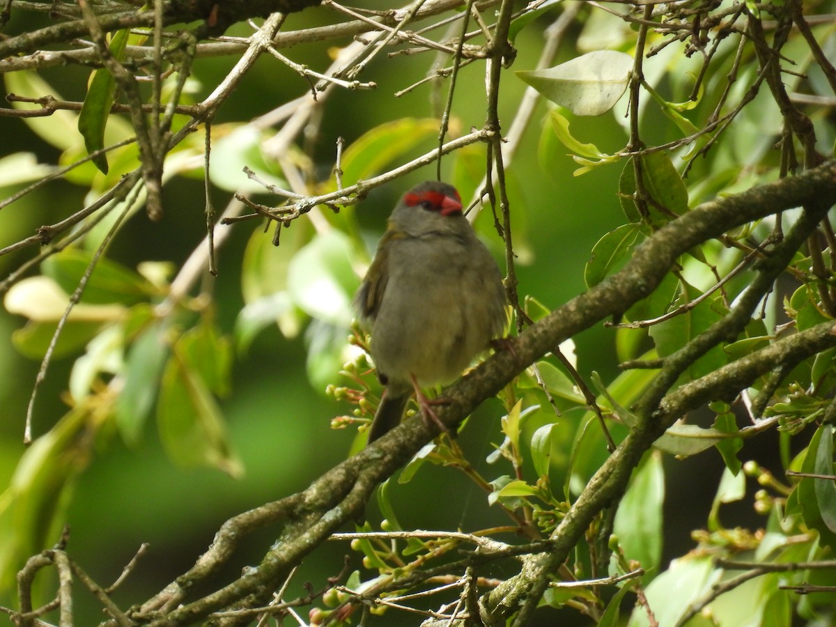 Red-browed Firetail - ML625348401