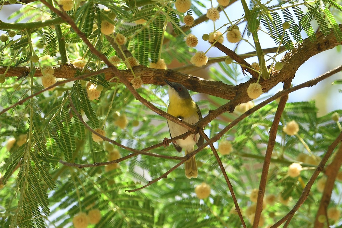 Apalis Pechigualdo - ML625348469