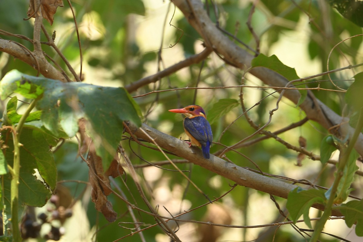 African Pygmy Kingfisher - ML625348473