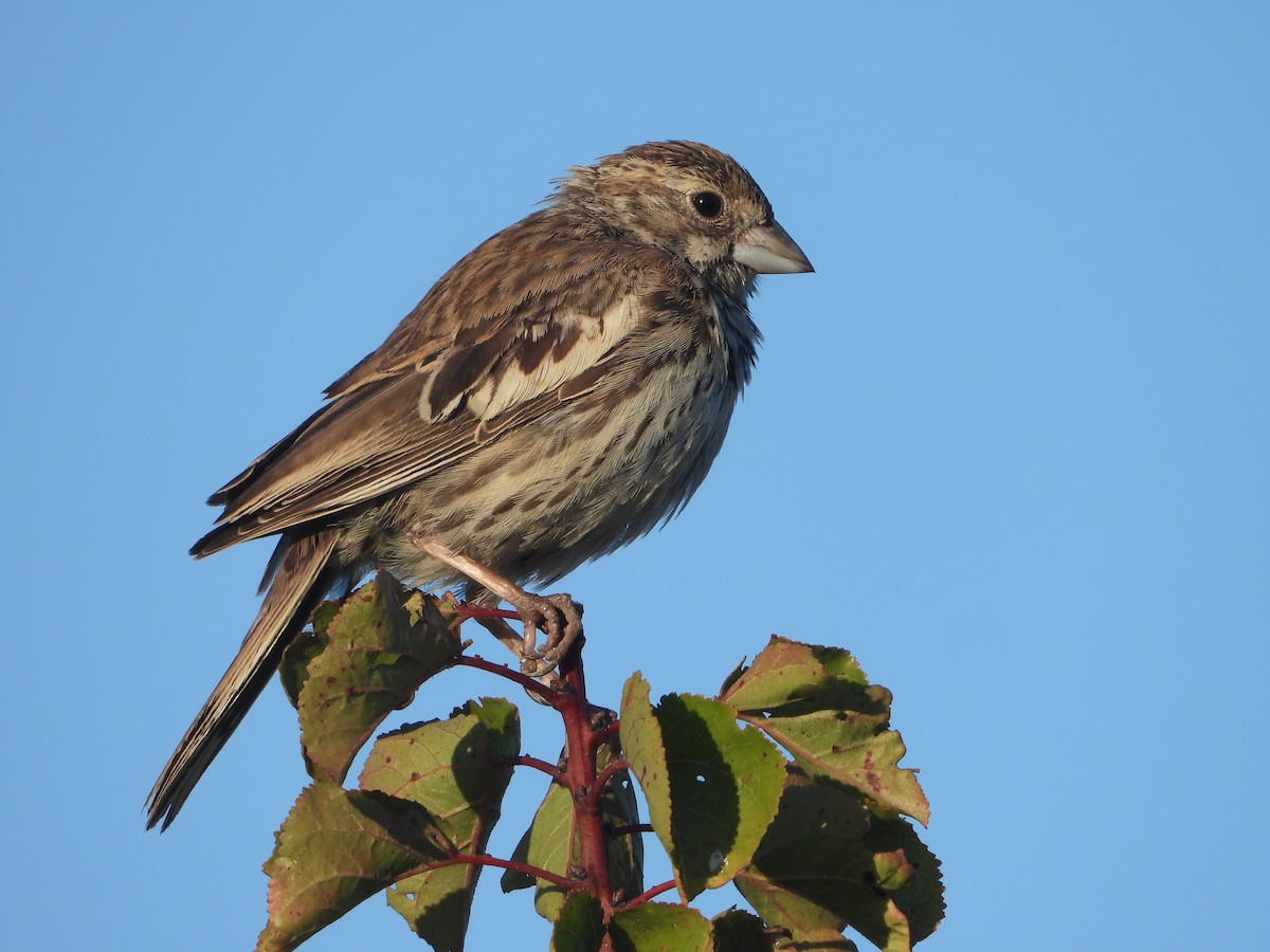 Lark Bunting - ML625348578