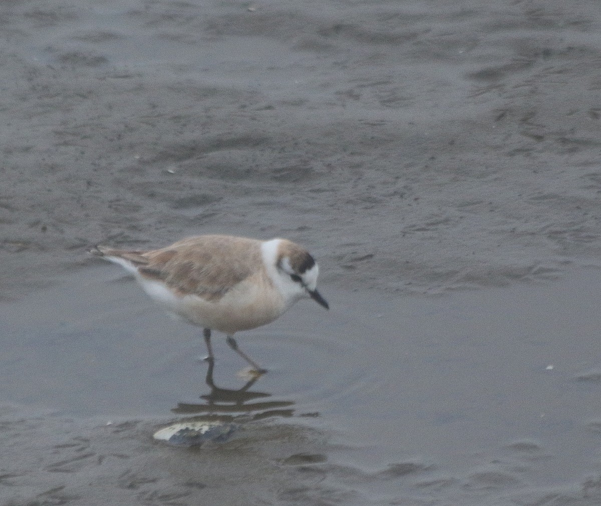 White-fronted Plover - ML625348595