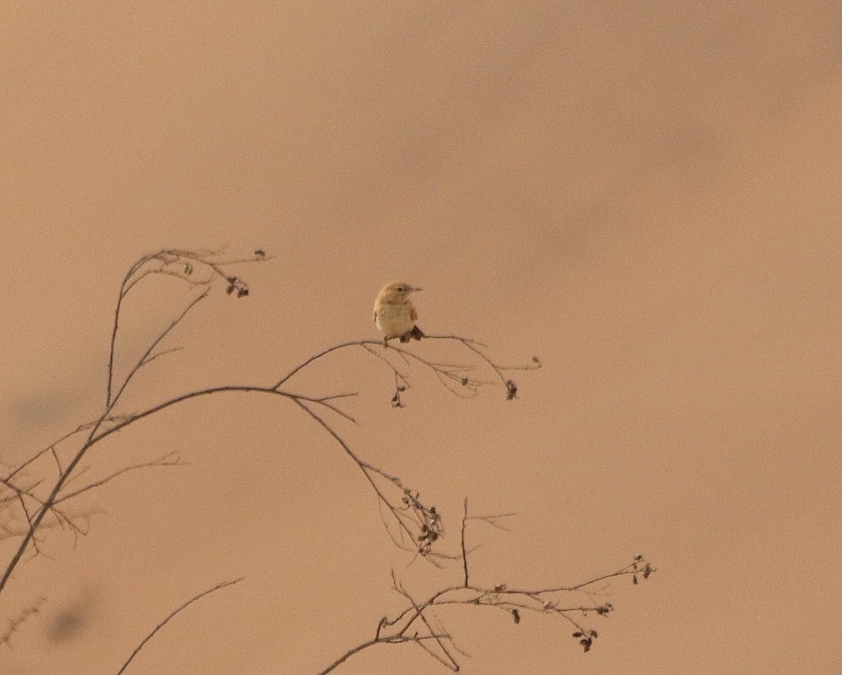 Dune Lark (Dune) - ML625348641