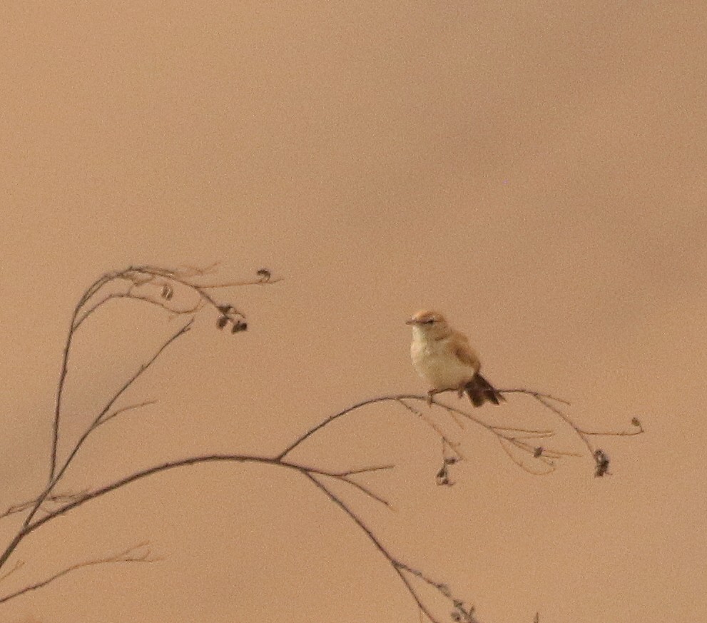 Dune Lark (Dune) - ML625348645