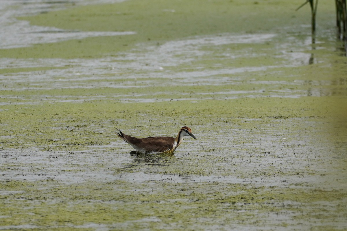 Pheasant-tailed Jacana - Shih-Chun Huang