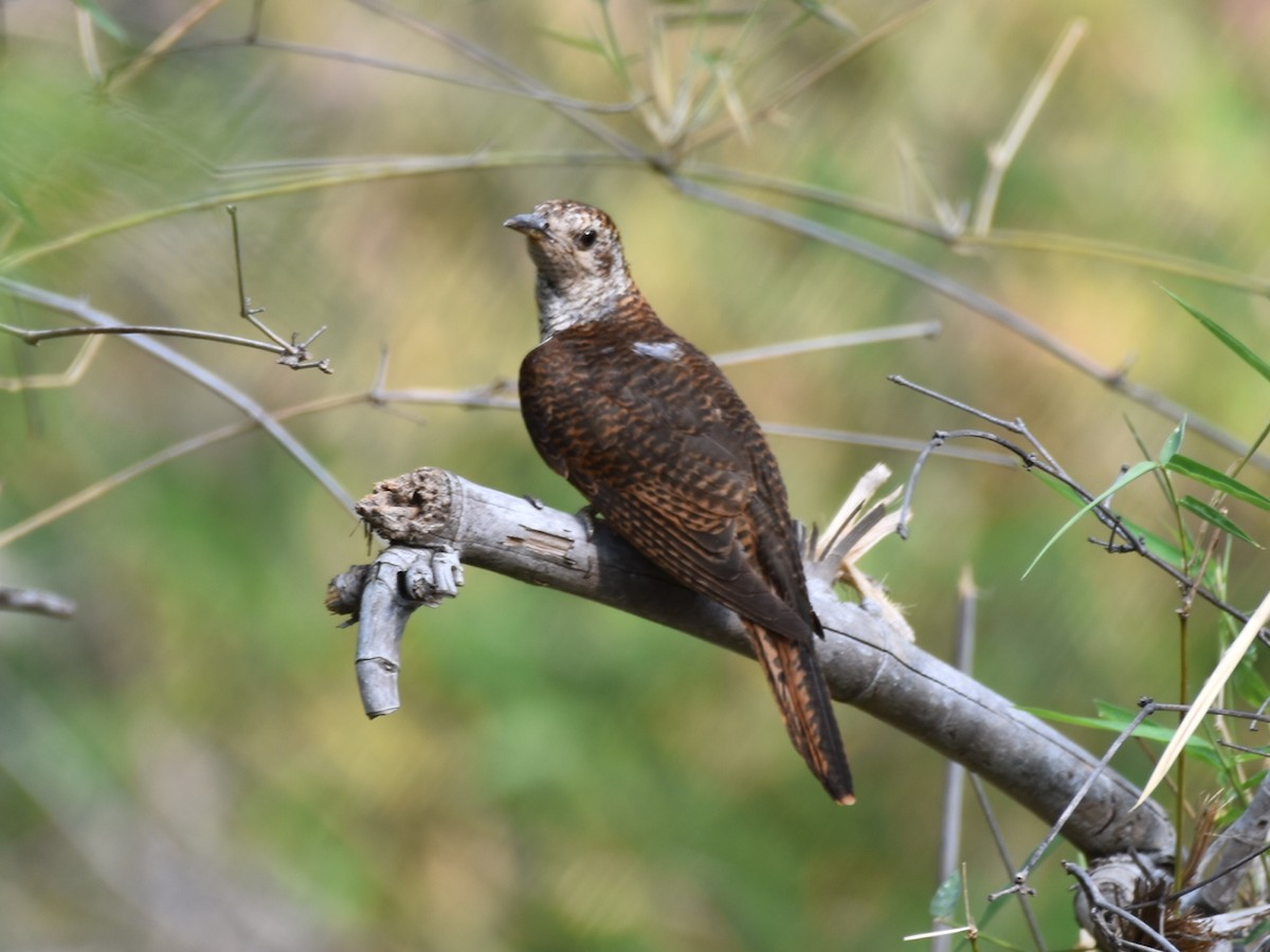 Banded Bay Cuckoo - ML625348653