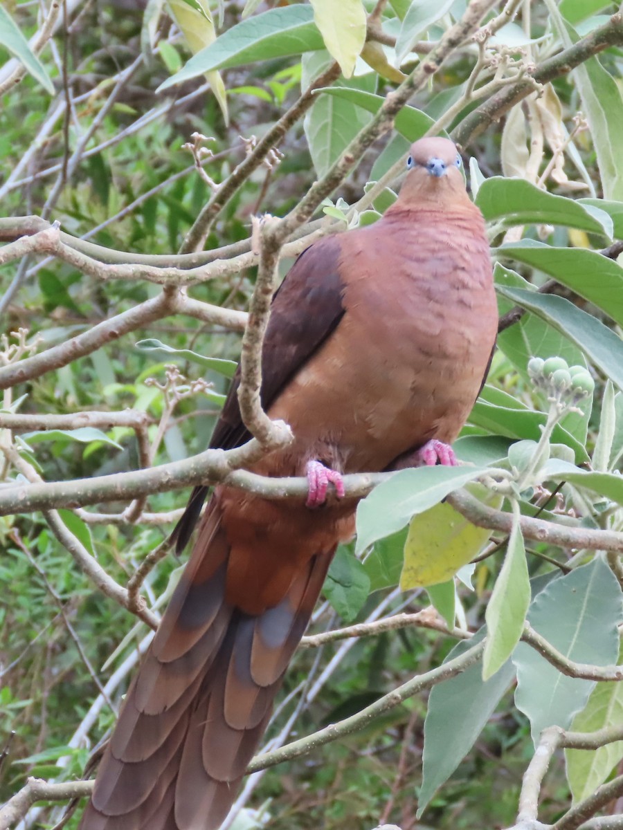 Brown Cuckoo-Dove - ML625348691