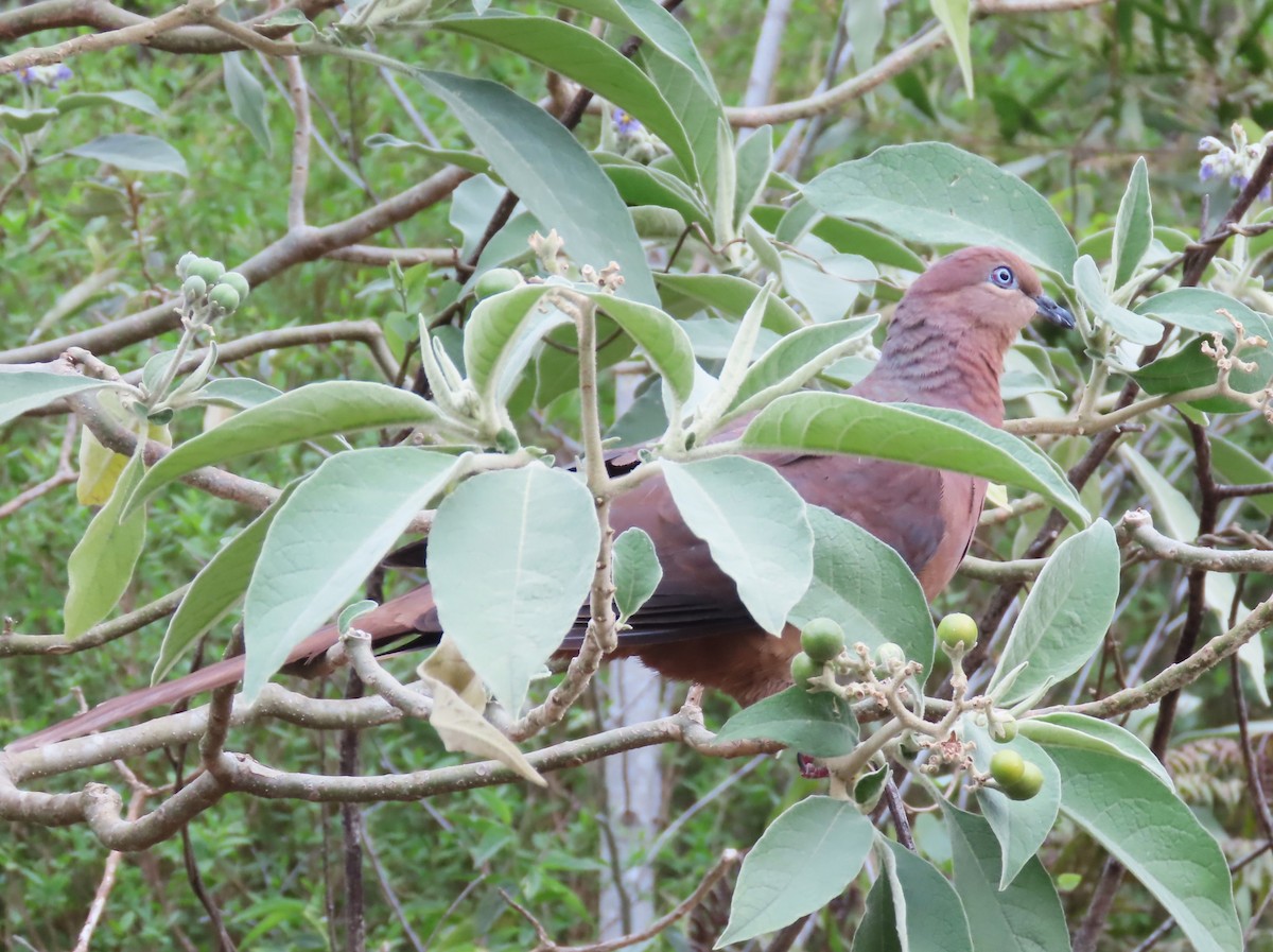 Brown Cuckoo-Dove - ML625348695