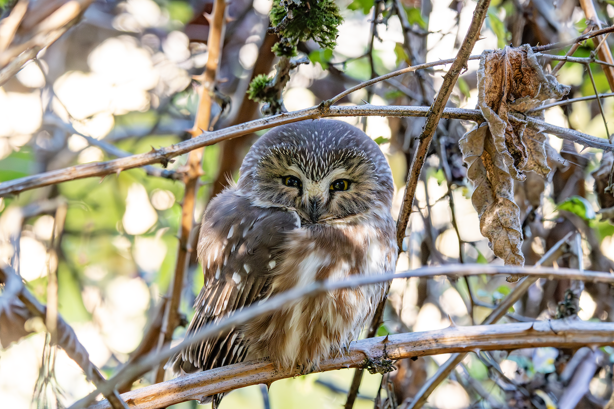 Northern Saw-whet Owl - ML625348701