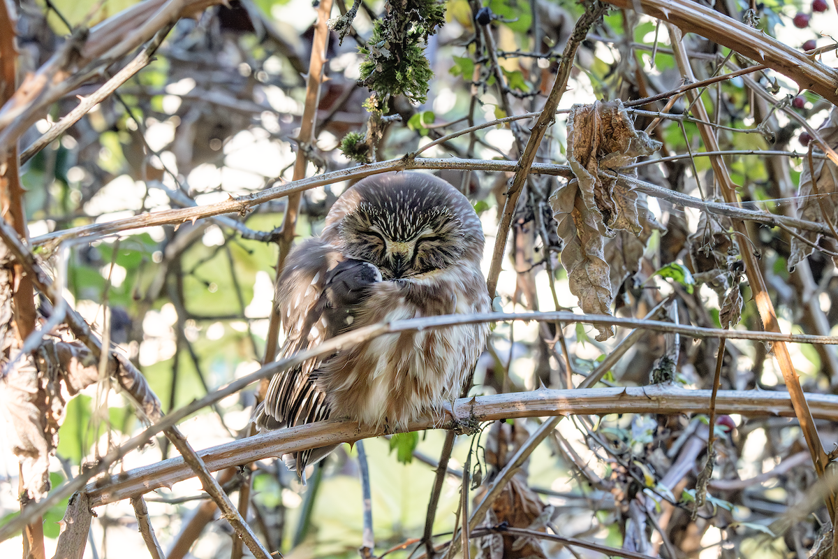 Northern Saw-whet Owl - ML625348702