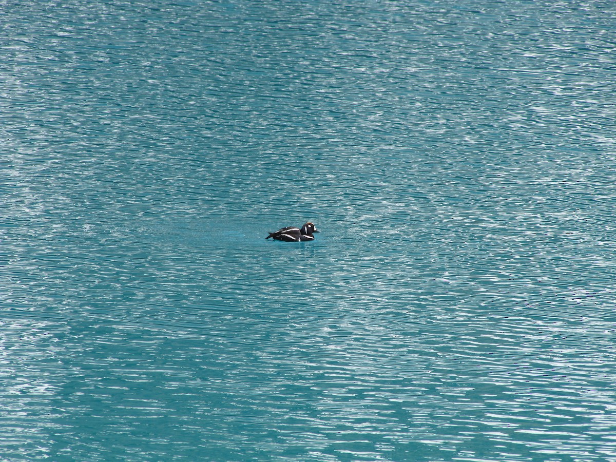 Harlequin Duck - ML625348822