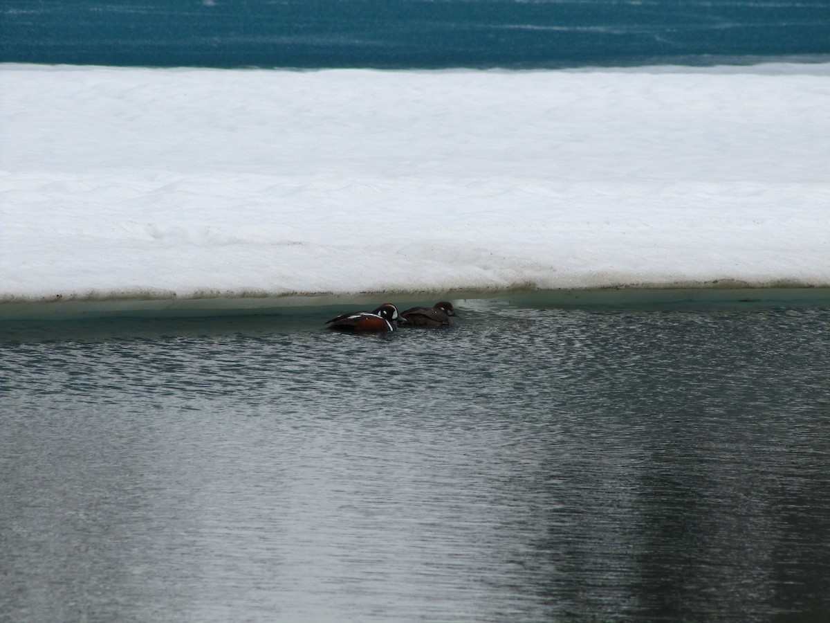 Harlequin Duck - ML625348823