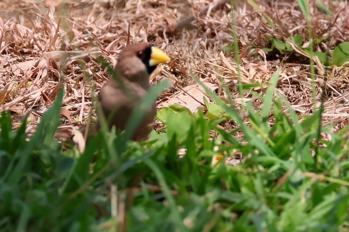 Masked Finch - ML625348862