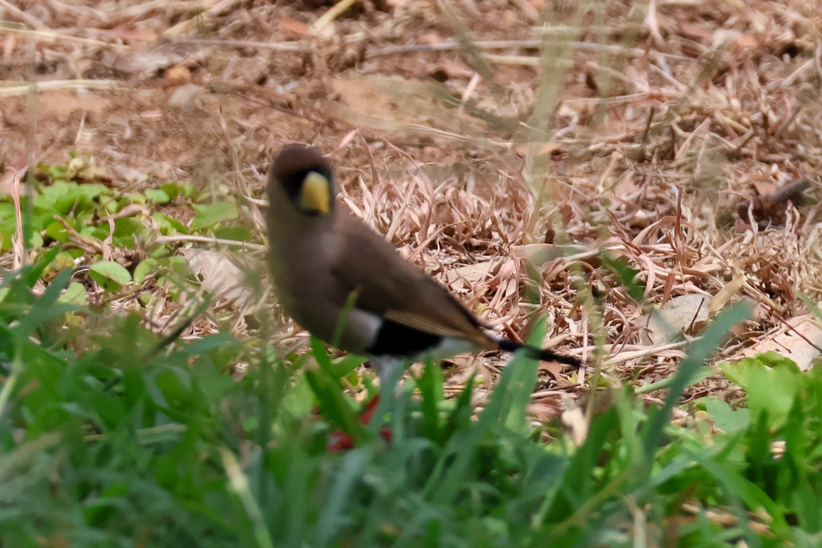 Masked Finch - ML625348863