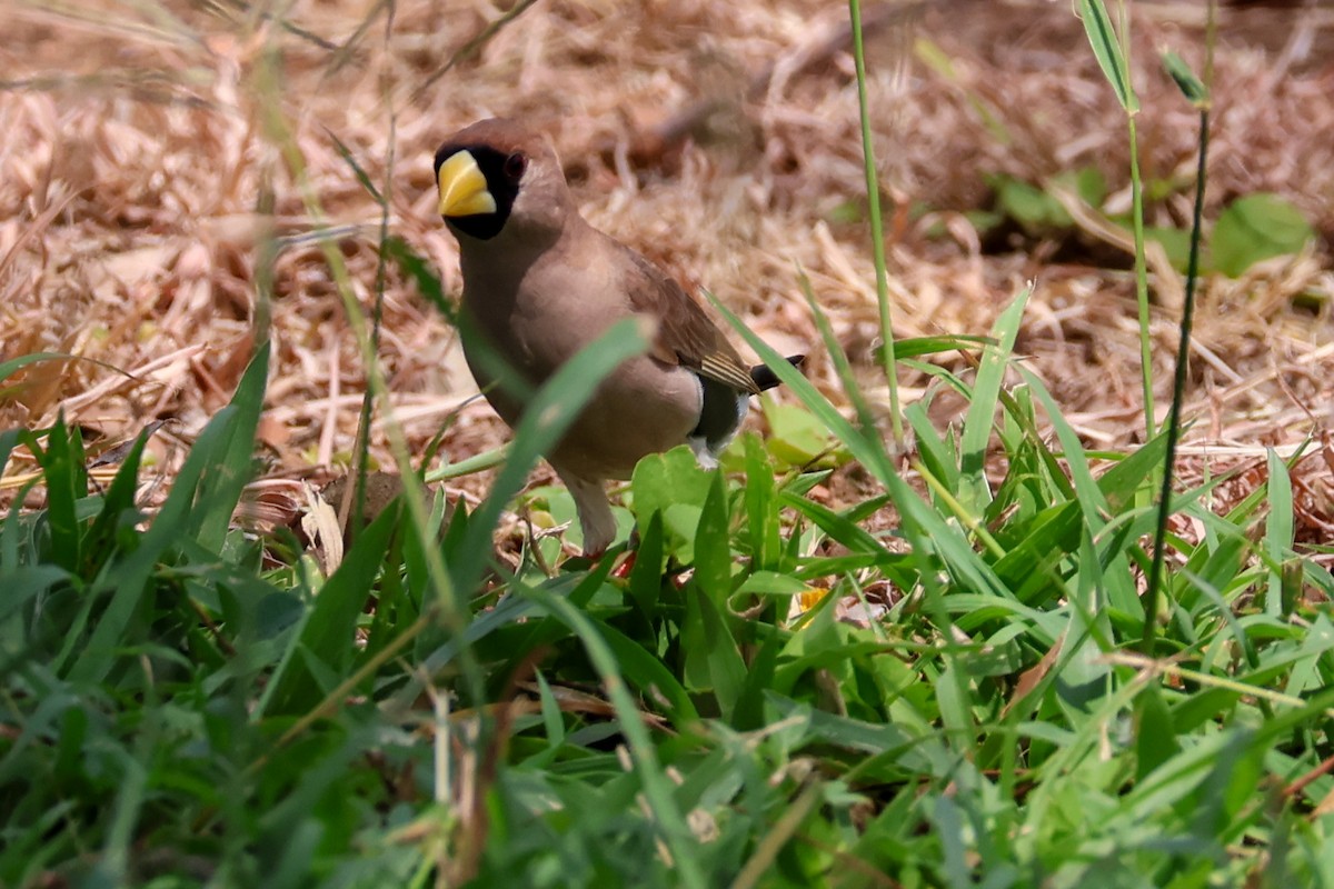 Masked Finch - ML625348864