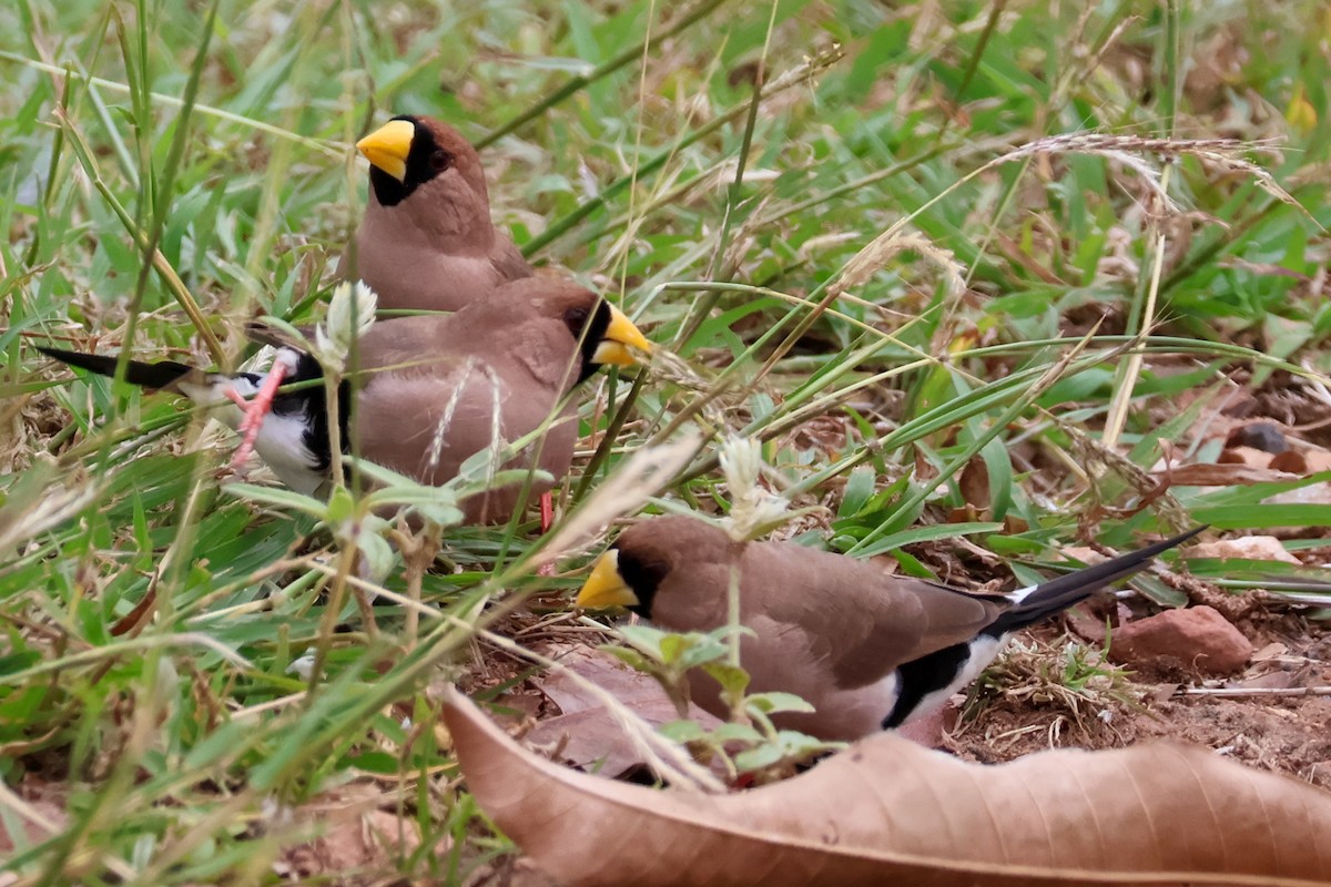 Masked Finch - ML625348865