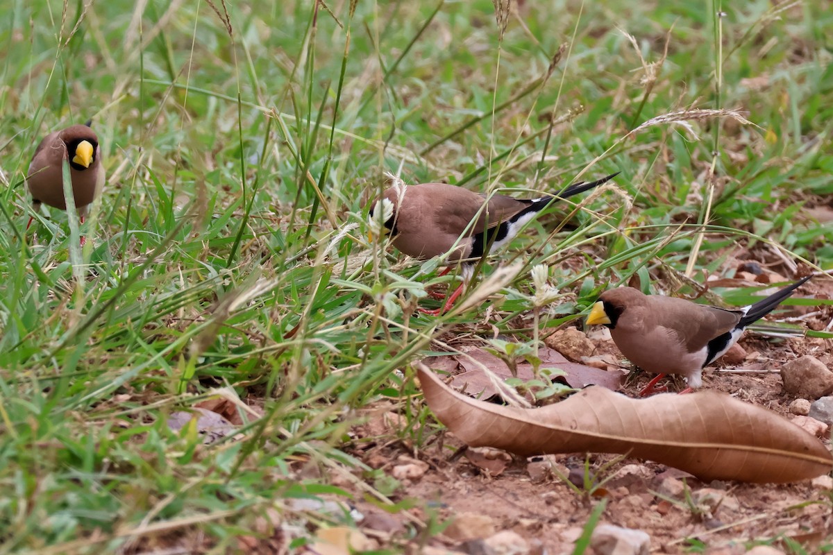 Masked Finch - ML625348866