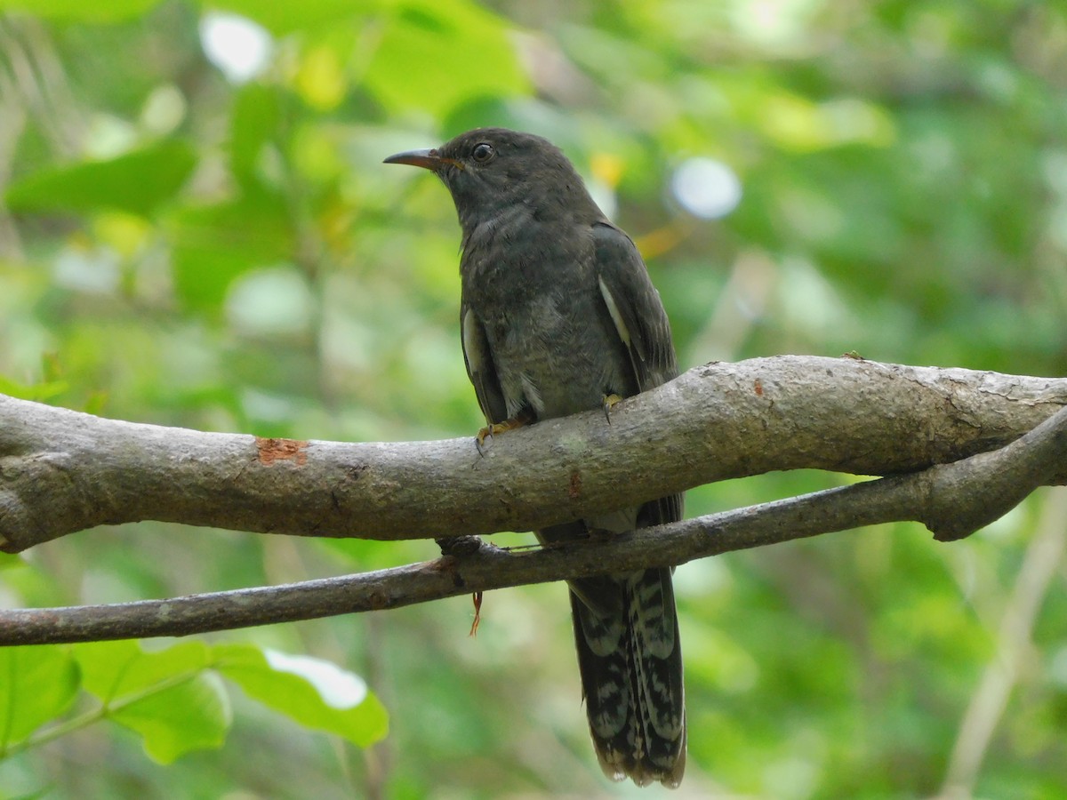 Gray-bellied Cuckoo - ML625348940