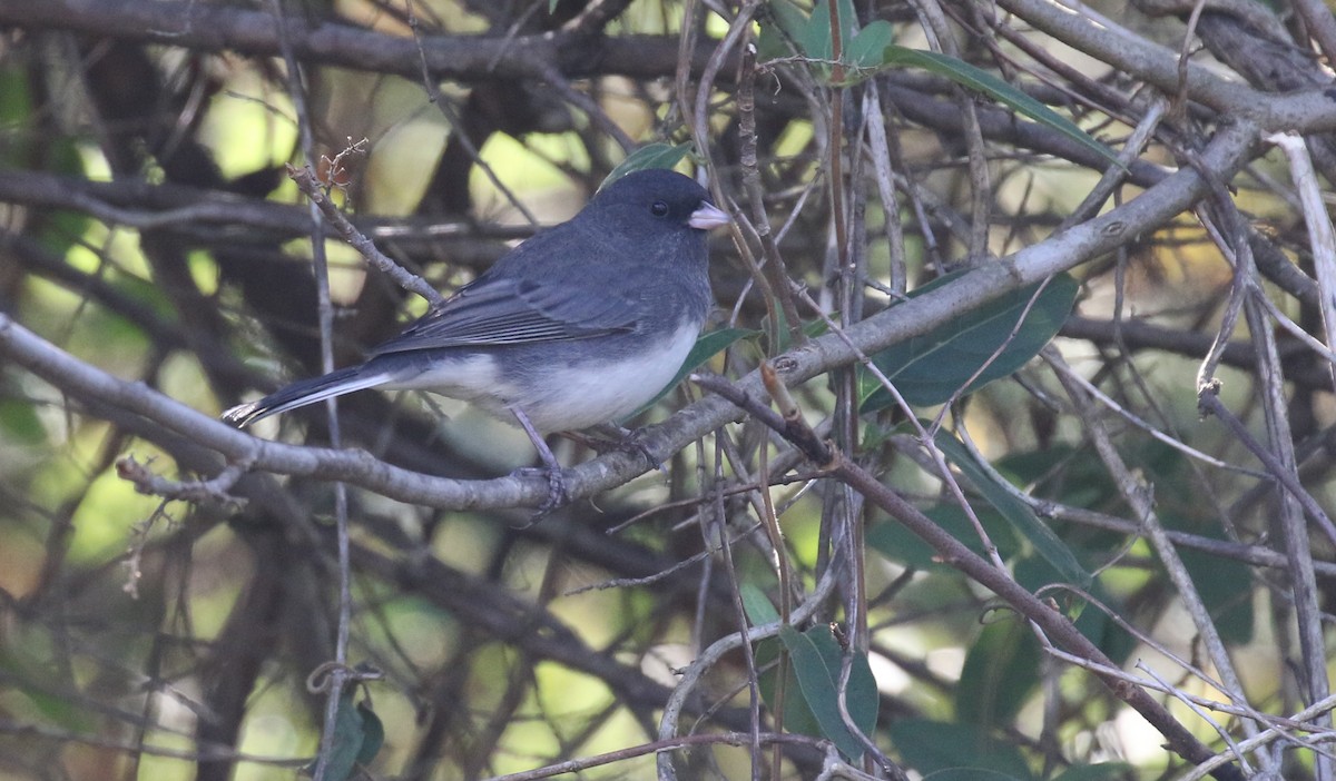 Dark-eyed Junco - Michael Woodruff