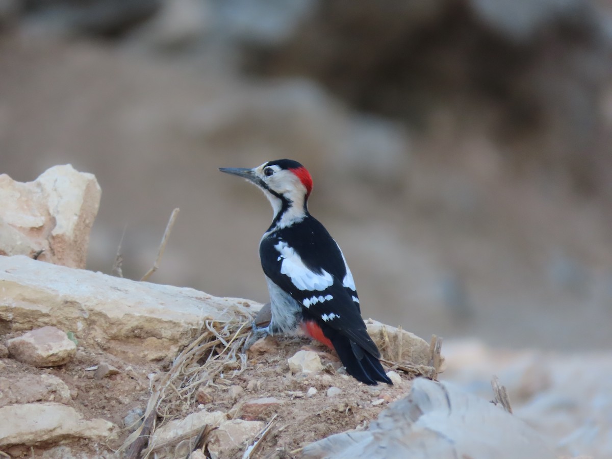 Syrian Woodpecker - ML625348956