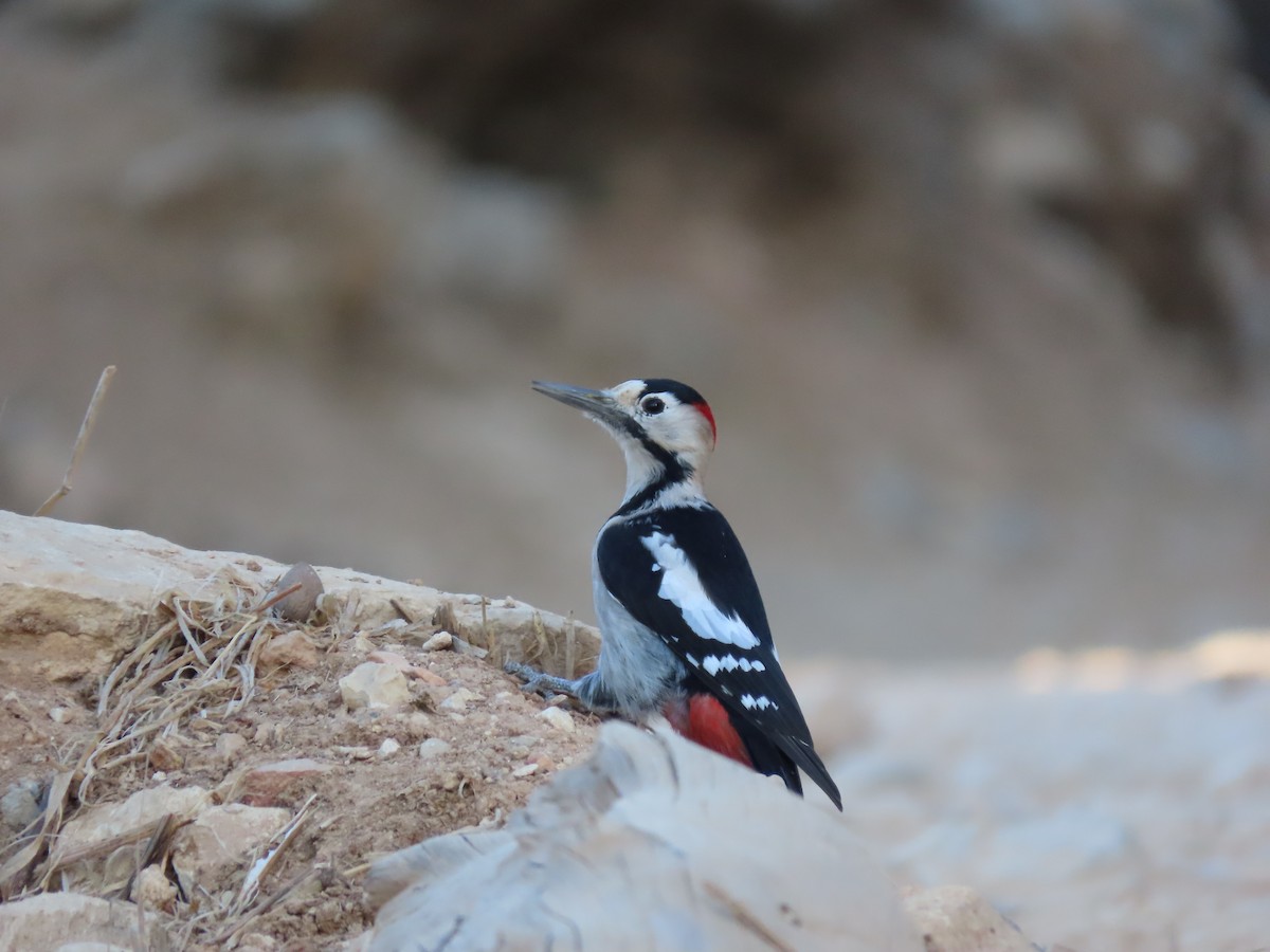 Syrian Woodpecker - ML625348957